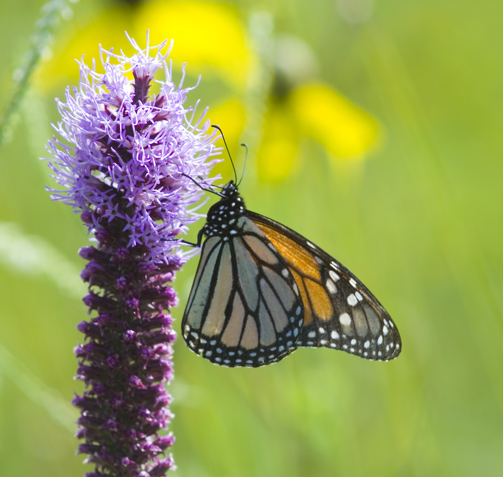 Prairie Blazing Star