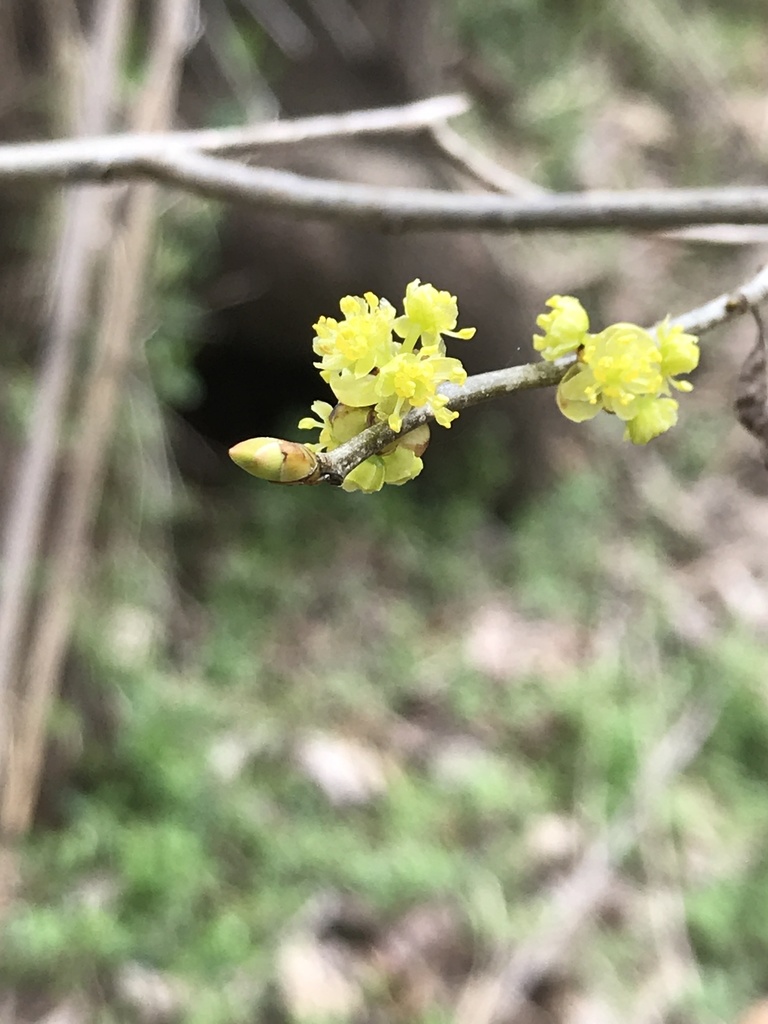Spicebush &mdash; Lindera benzoin