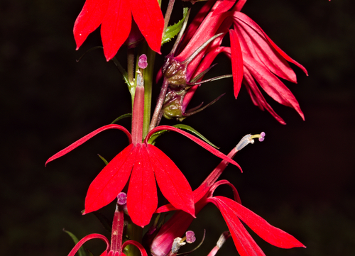 Cardinal Flower &mdash; Lobelia cardinalis