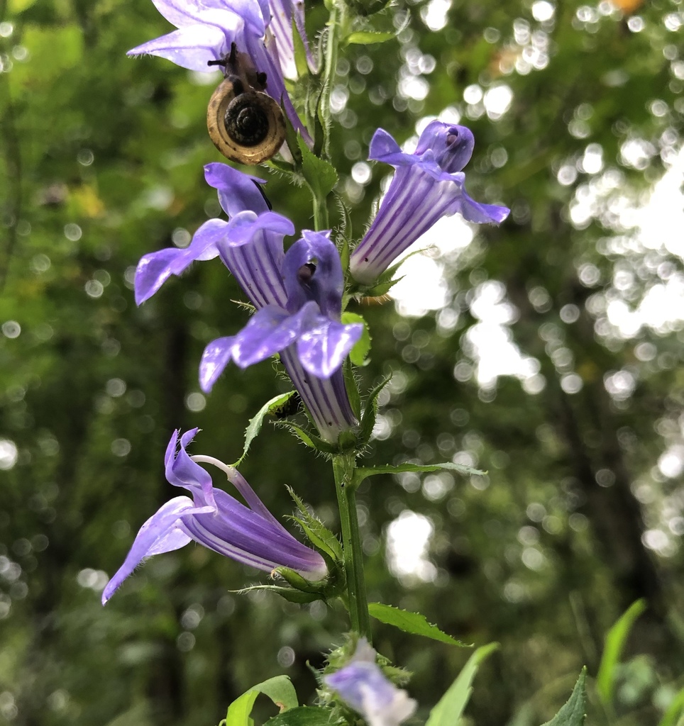 Great Blue Lobelia &mdash; Lobelia siphilitica