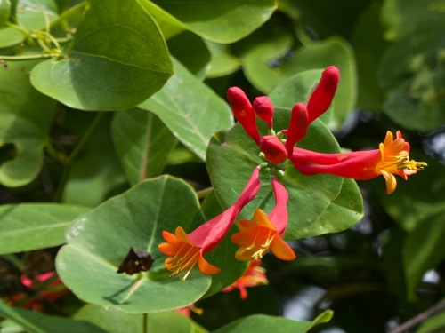 Coral Honeysuckle &mdash; Lonicera sempervirens