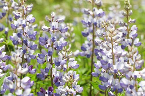 Wild Lupine &mdash; Lupinus perennis