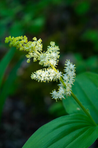 False Solomon's Seal &mdash; Maianthemum racemosum