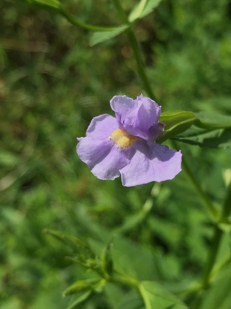 Monkey Flower &mdash; Mimulus ringens
