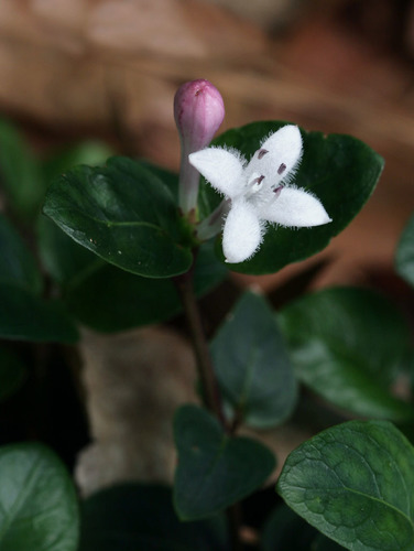 Partridge Berry &mdash; Mitchella repens