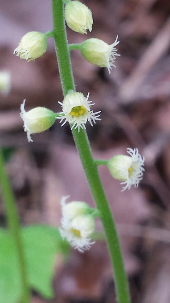 Bishop's Cap