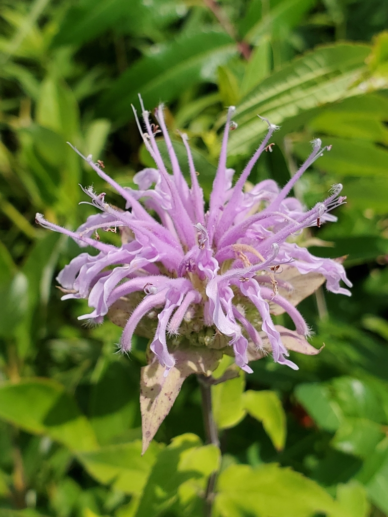 Wild Bergamot &mdash; Monarda fistulosa