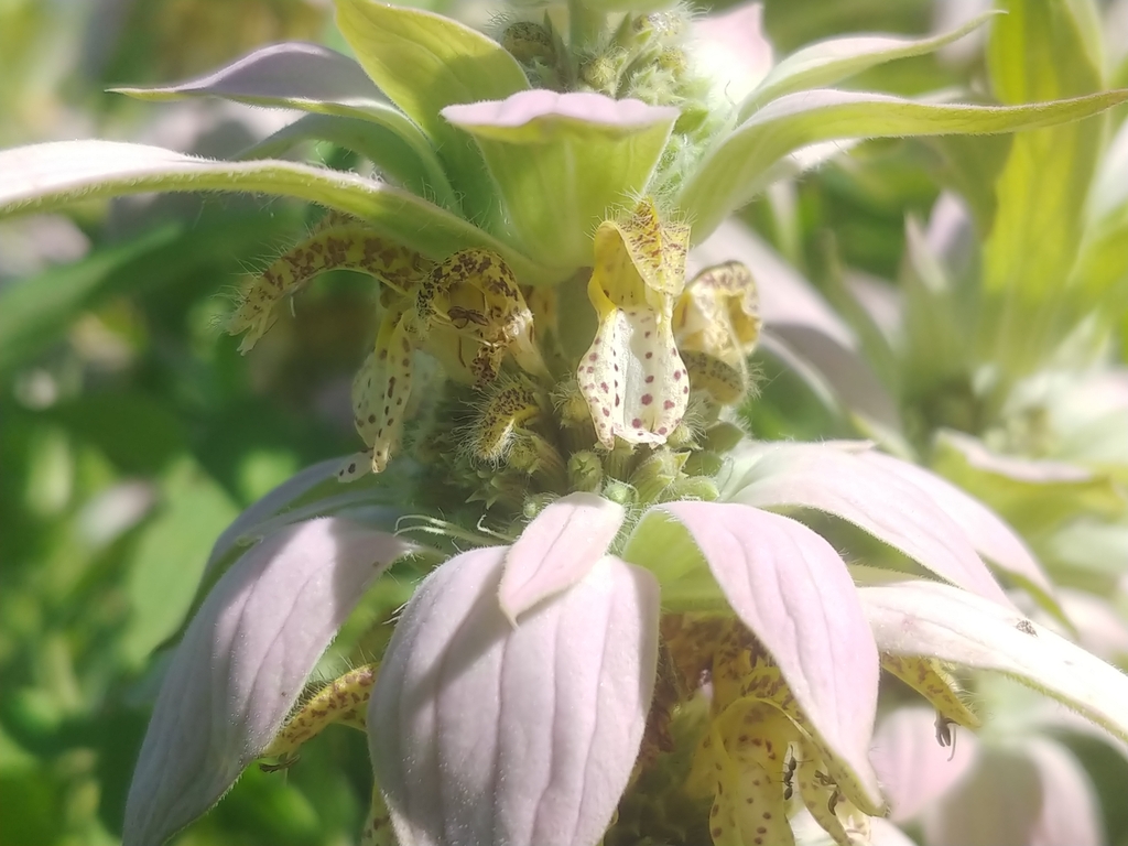 Spotted Bee Balm &mdash; Monarda punctata