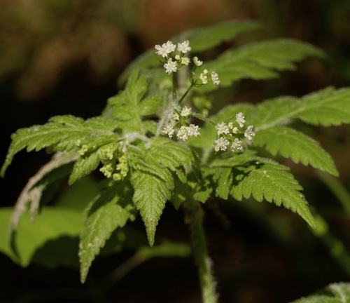 Sweet Cicely &mdash; Osmorhiza claytonii