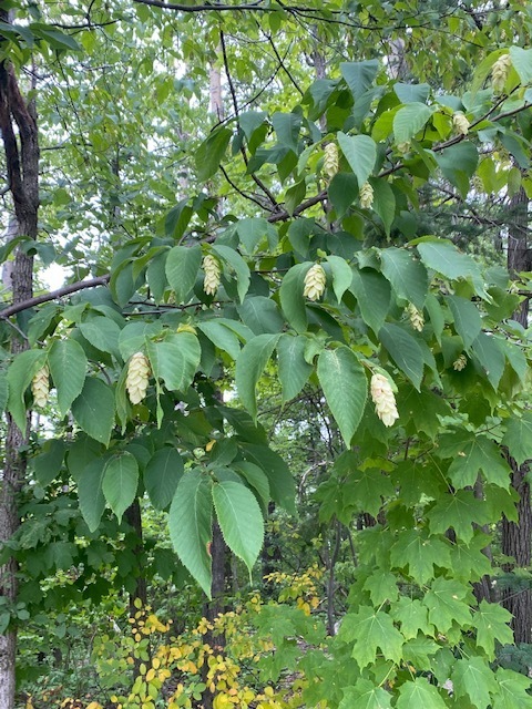 American Hop Hornbeam &mdash; Ostrya virginiana