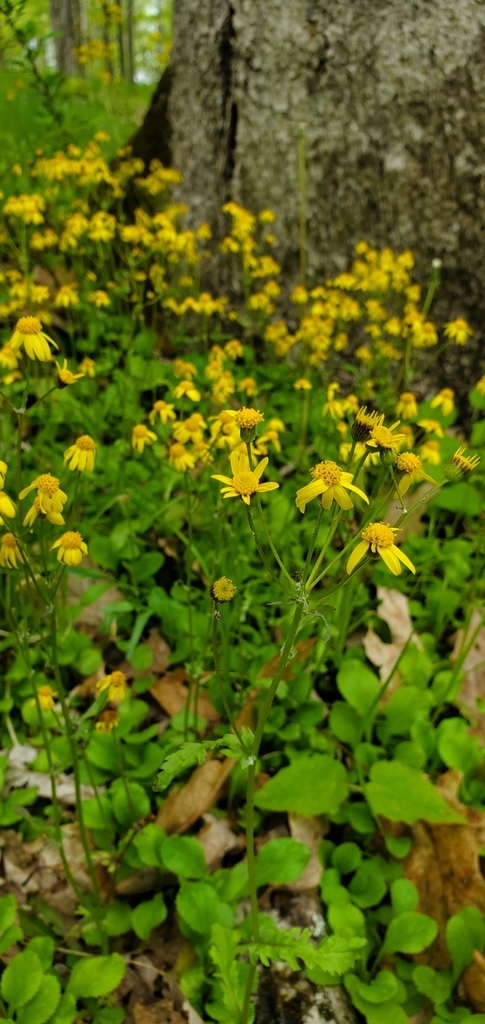 Golden Ragwort