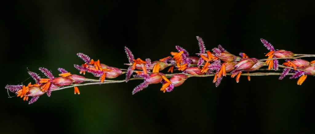 Switch Grass &mdash; Panicum virgatum