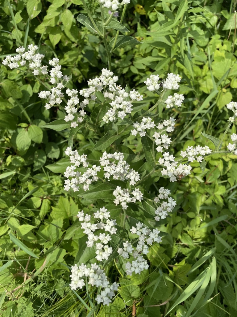 Wild Quinine
