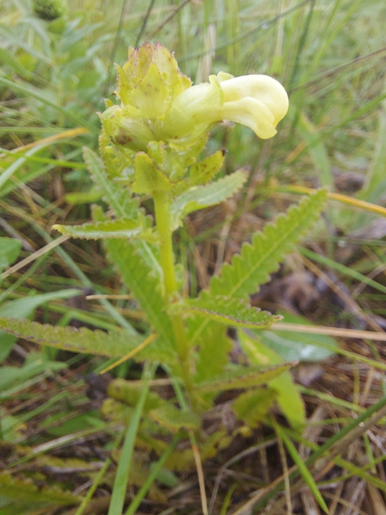Swamp Lousewort