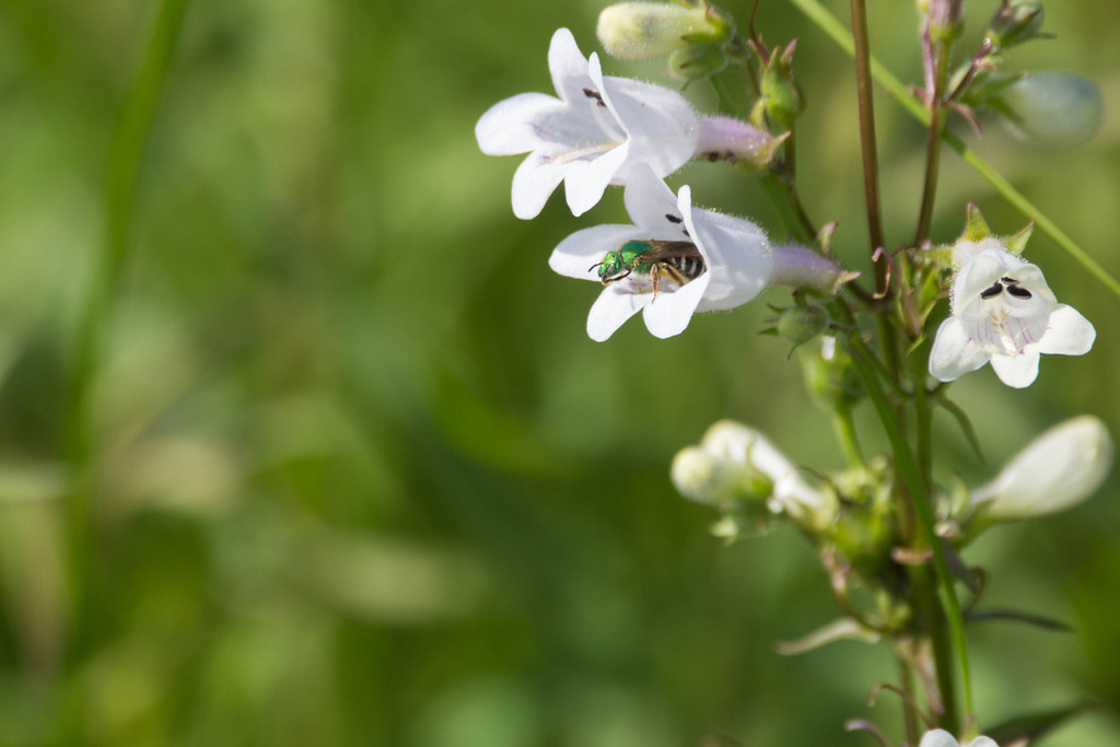 Foxglove Beardtongue &mdash; Penstemon digitalis