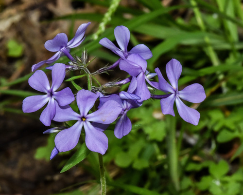 Wild Blue Phlox &mdash; Phlox divaricata