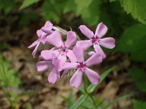 Prairie Phlox &mdash; Phlox pilosa