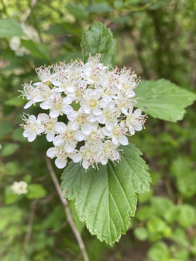 Ninebark &mdash; Physocarpus opulifolius