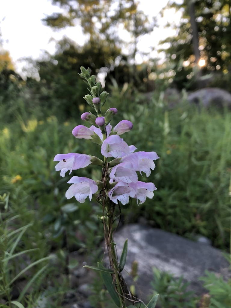 Obedient Plant &mdash; Physostegia virginiana