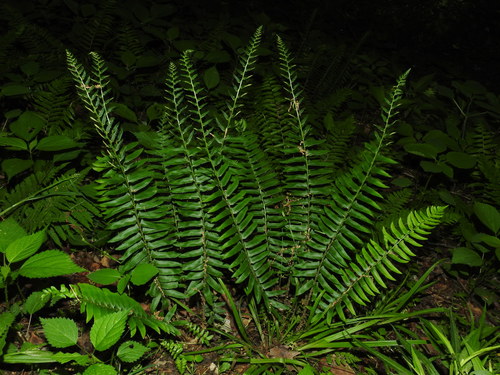 Christmas Fern &mdash; Polystichum acrostichoides