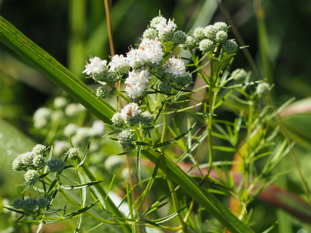 Slender Mountain Mint