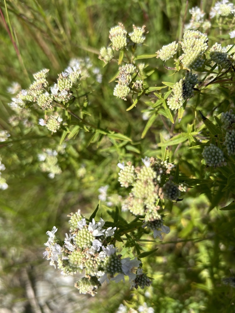 Mountain Mint &mdash; Pycnanthemum virginianum