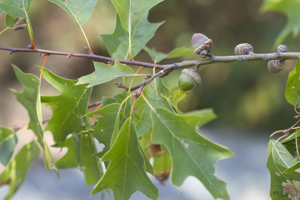 Bear Oak &mdash; Quercus ilicifolia