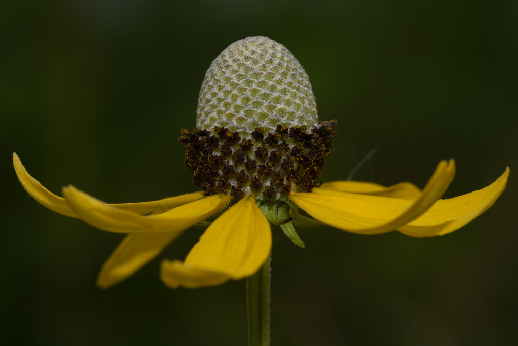 Yellow Coneflower