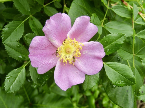 Pasture Rose &mdash; Rosa carolina