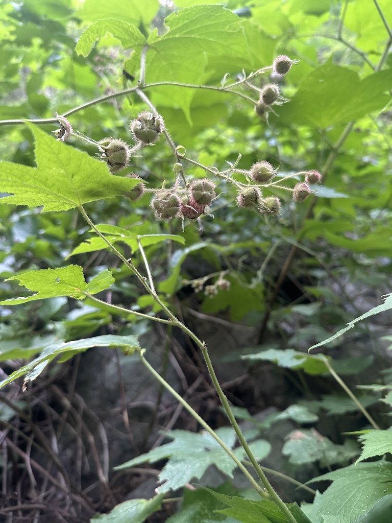 Large-Leafed Raspberry &mdash; Rubis ordidatus