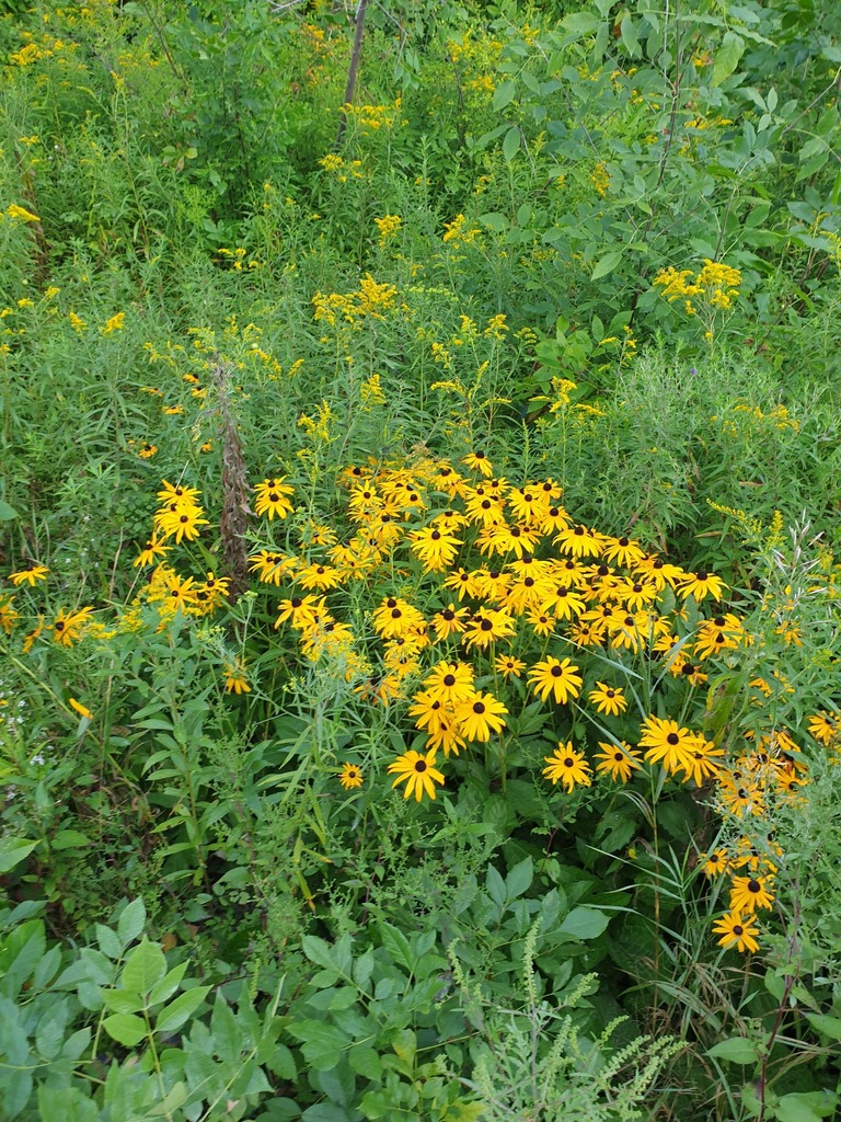 Orange Coneflower
