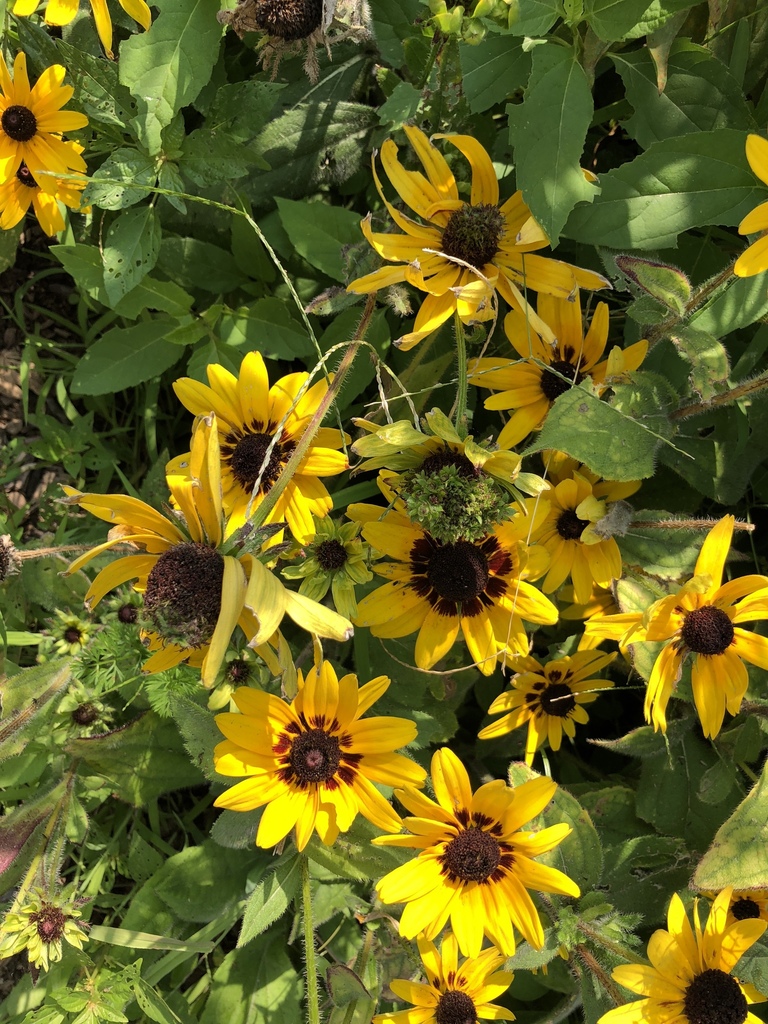Black-eyed Susan &mdash; Rudbeckia hirta