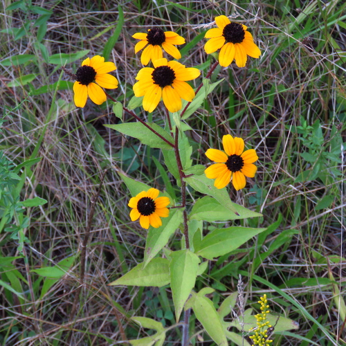 Brown-eyed Susan &mdash; Rudbeckia triloba