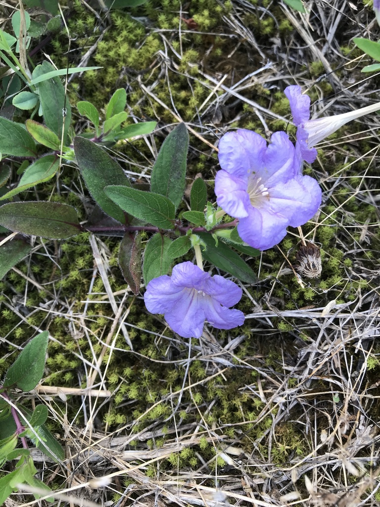 Wild Petunia