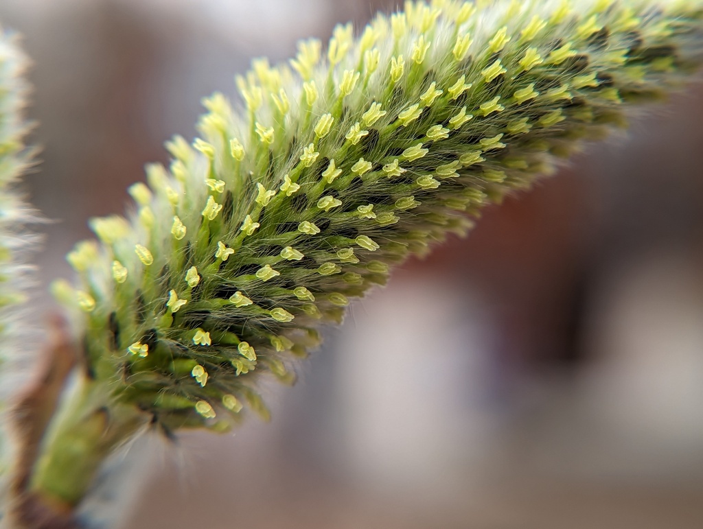 Pussy Willow &mdash; Salix discolor