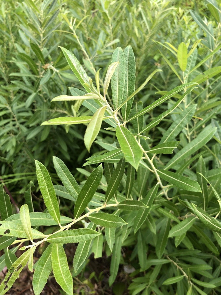 Prairie Willow &mdash; Salix humilis