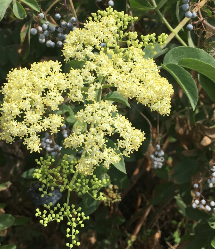 American Elderberry &mdash; Sambucus nigra ssp. canadensis
