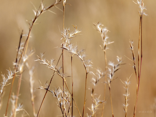 Little Bluestem &mdash; Schizachyrium scoparium