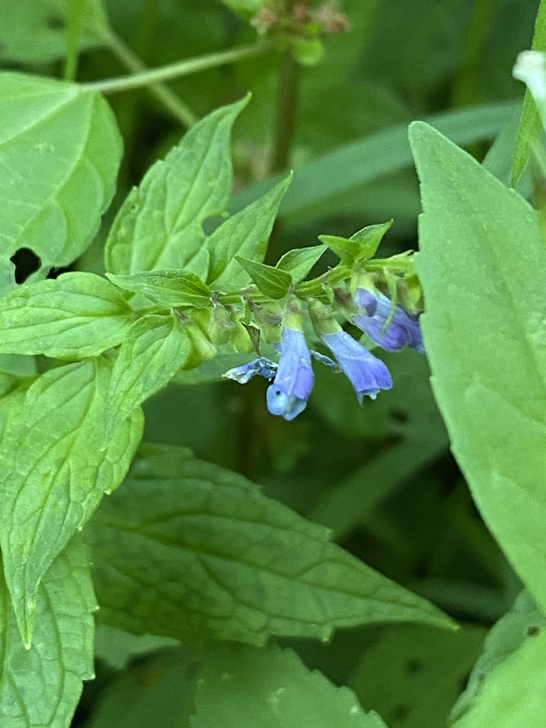Mad-dog Skullcap &mdash; Scutellaria lateriflora