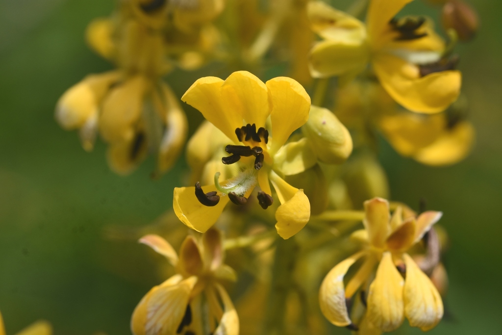 Wild Senna &mdash; Senna hebecarpa