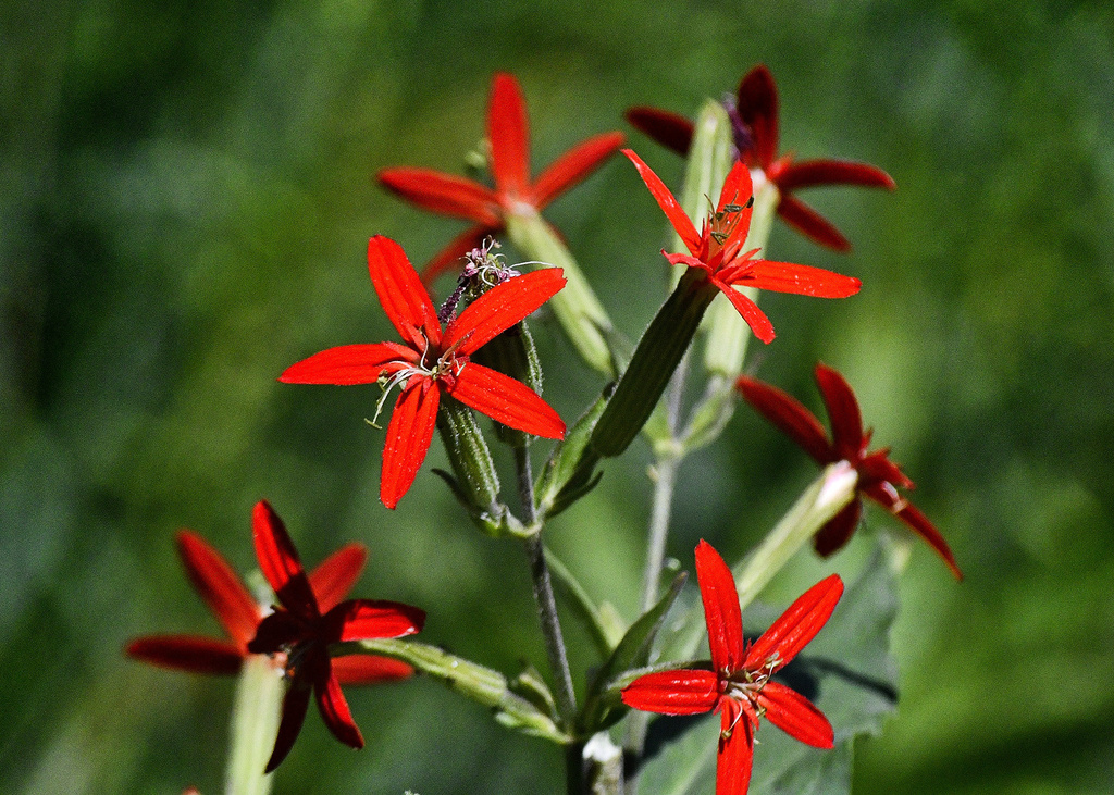 Royal Catchfly