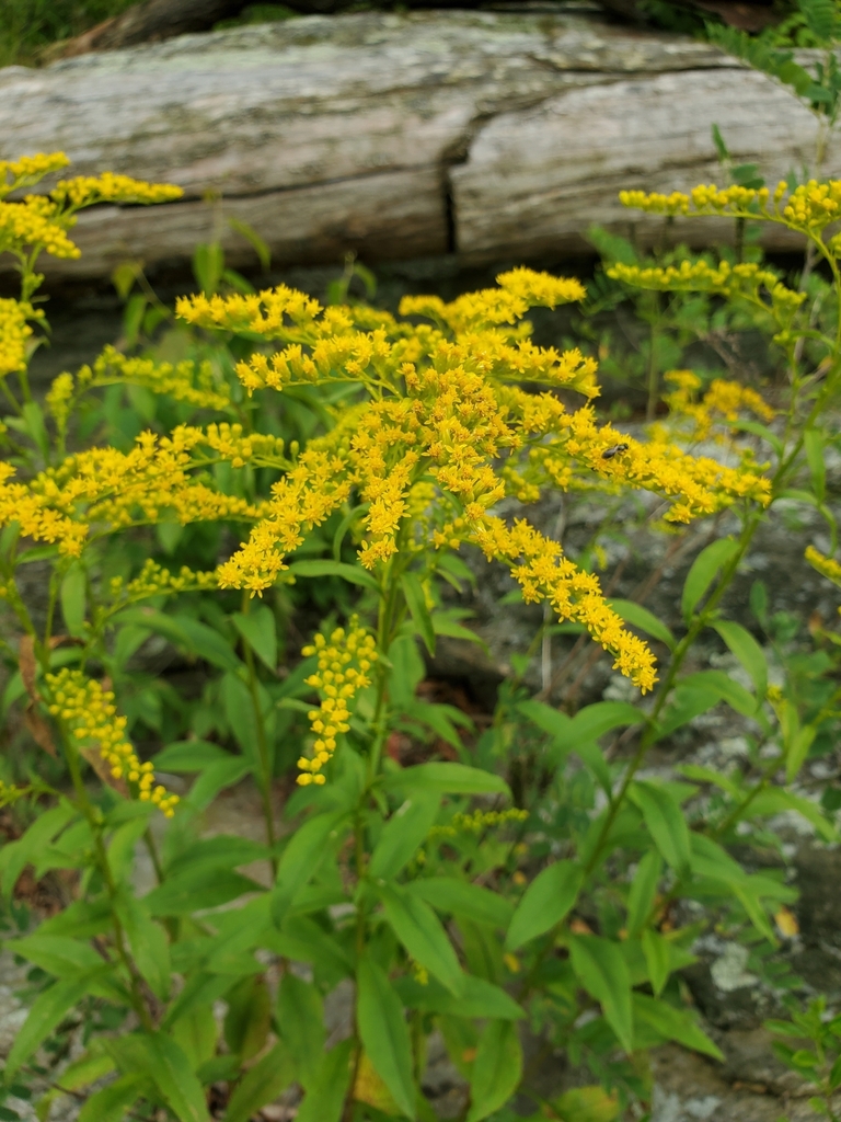 Early Goldenrod &mdash; Solidago juncea