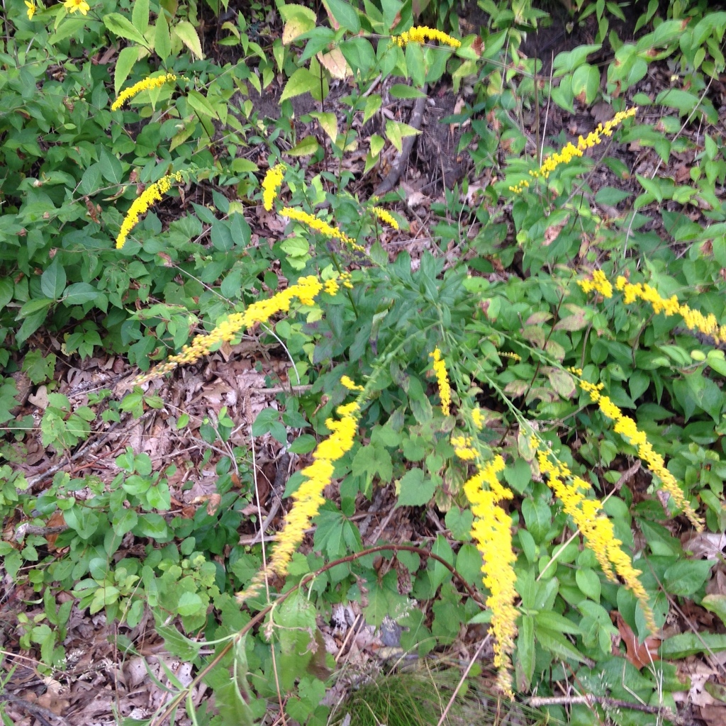 Elm-leaved Goldenrod &mdash; Solidago ulmifolia