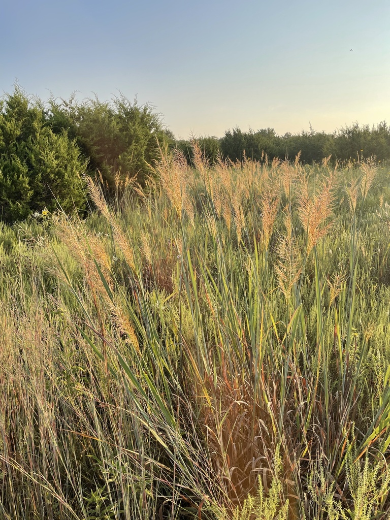 Indian Grass
