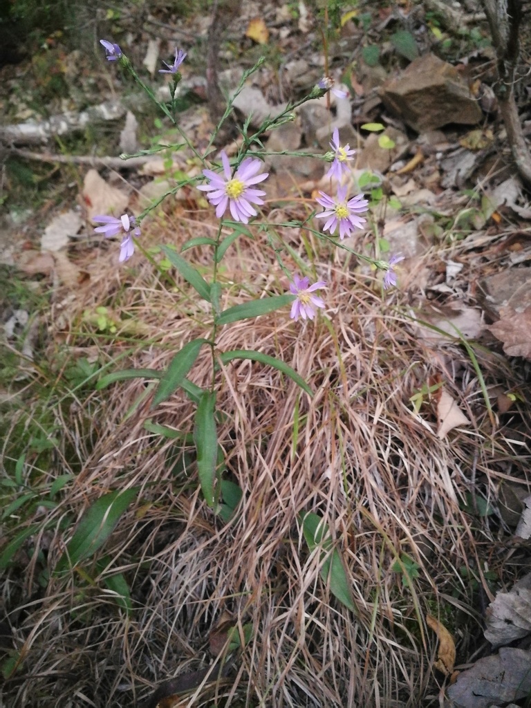 Smooth Blue Aster &mdash; Symphyotrichum laeve