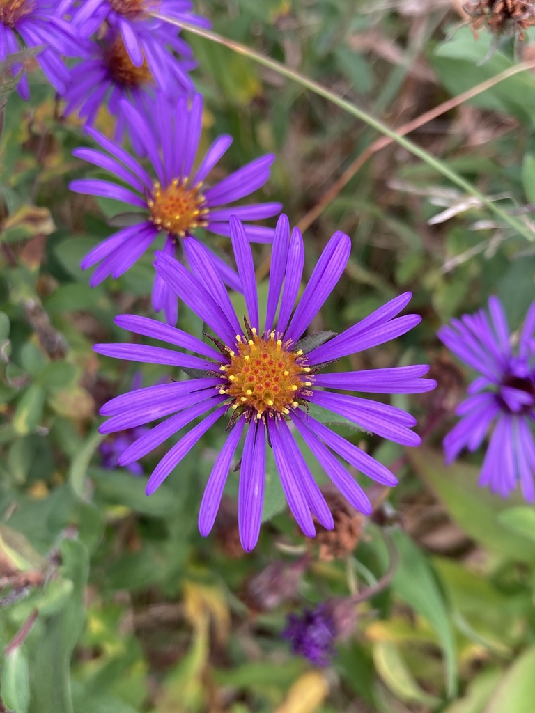 New England Aster