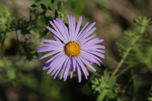 Aromatic Aster &mdash; Symphyotrichum oblongifolium