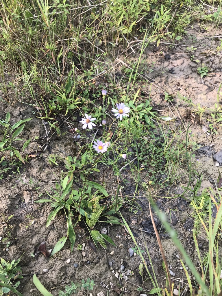 Sky Blue Aster