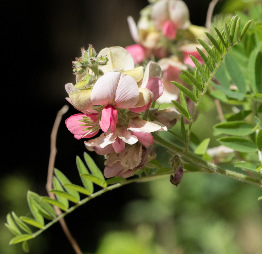 Goat's Rue &mdash; Tephrosia virginiana