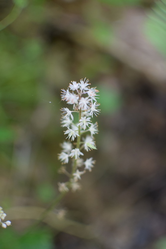 Foam Flower &mdash; Tiarella stolonifera